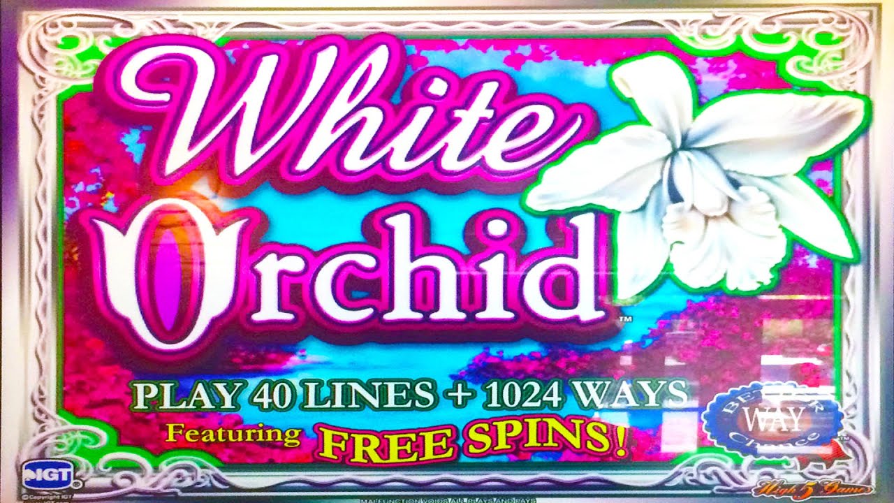 White Orchid